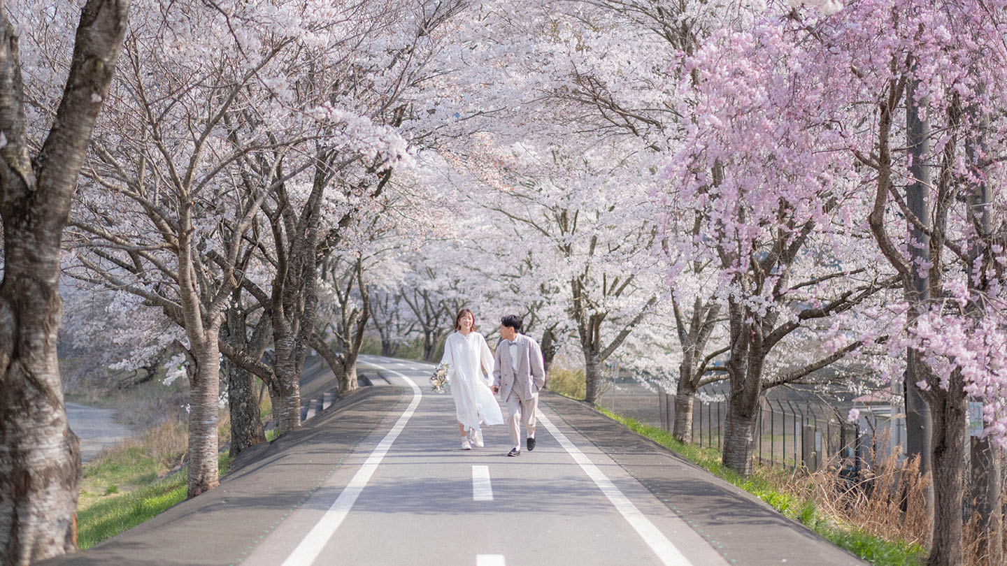 福島の花木団地の桜で撮った写真1