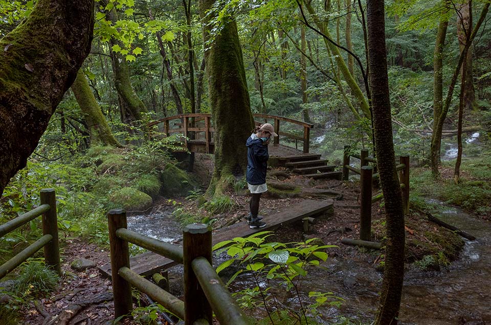 7. 栃木の苔むす森『尚仁沢湧水』にてトレッキング