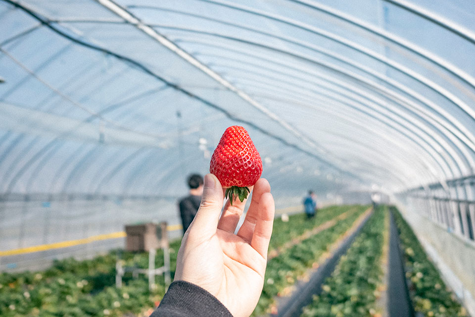 15 - 4~5種類のいちご食べ放題！こちらは『とちあいか』